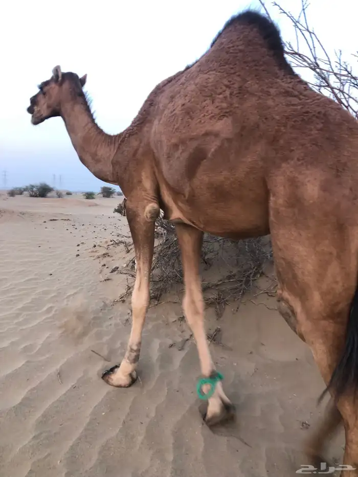 بكره بكار حقه مشرقه جذعه 0