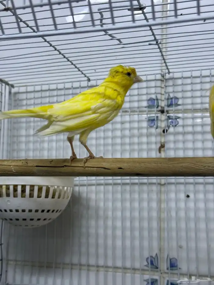 زوج كناري سوري 2