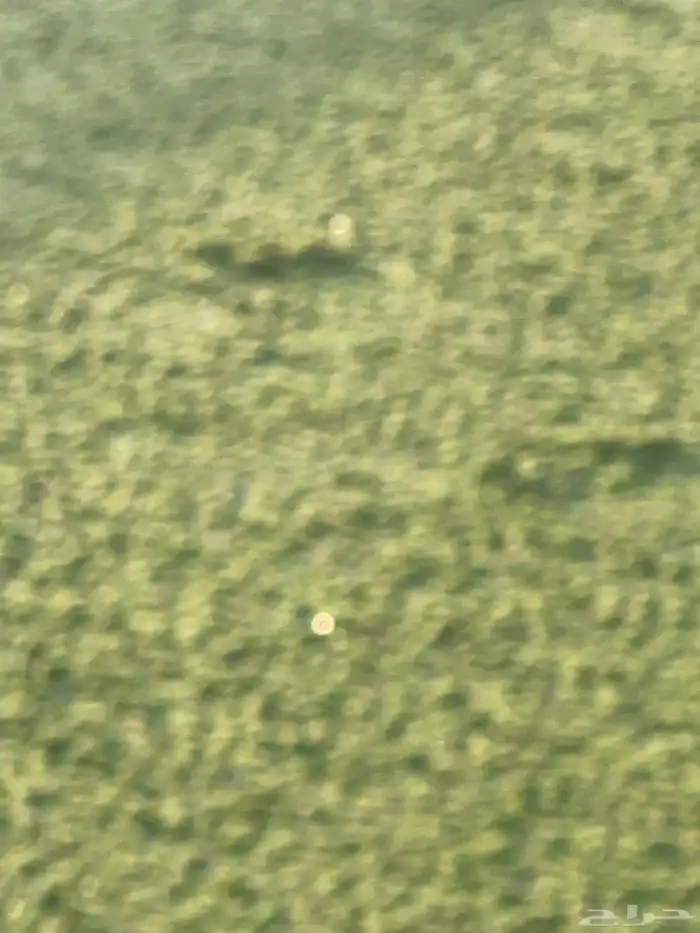 ازولا للبيع نبتة غنيه عن التعريف 1