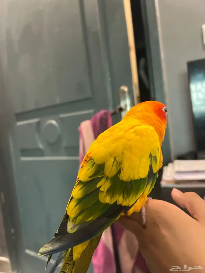 صن كنيور اليف ذكر محلل بشهاده 1