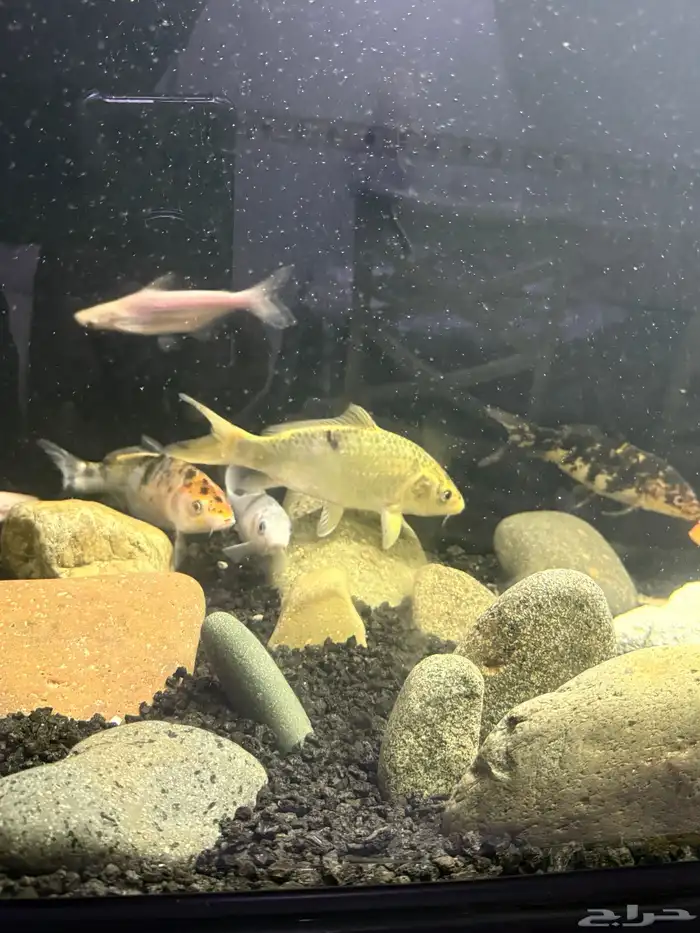 سمك كوي للبيع 2