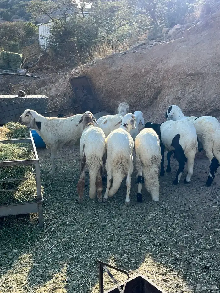 طليان سواكن للبيع 0