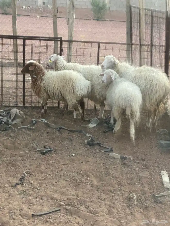 اغنام جورجيه 1