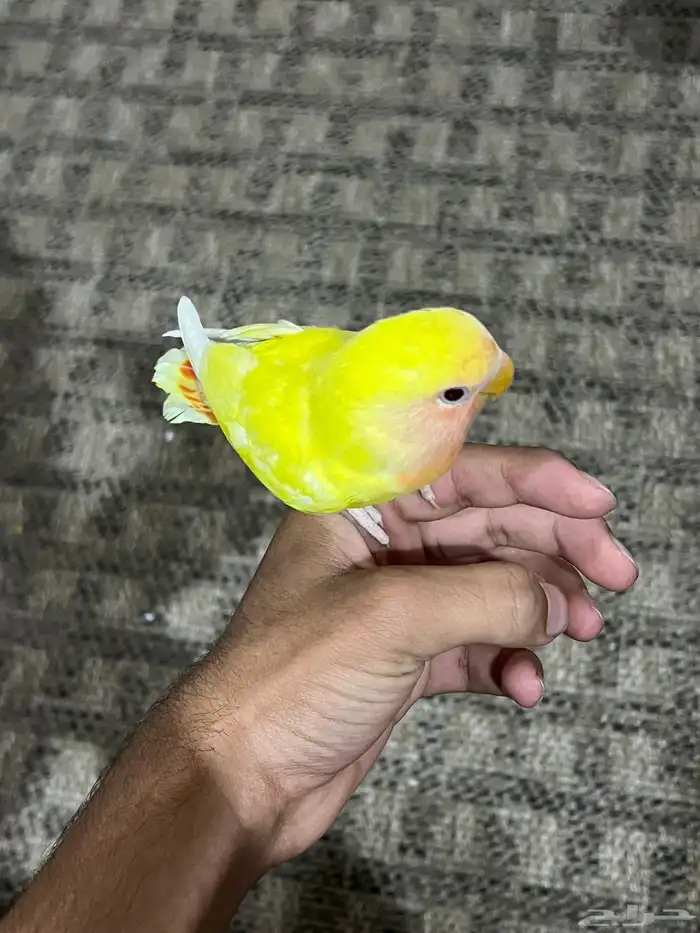 سلام عليكم للبيع طير روز عمر تقربن شهرين 2