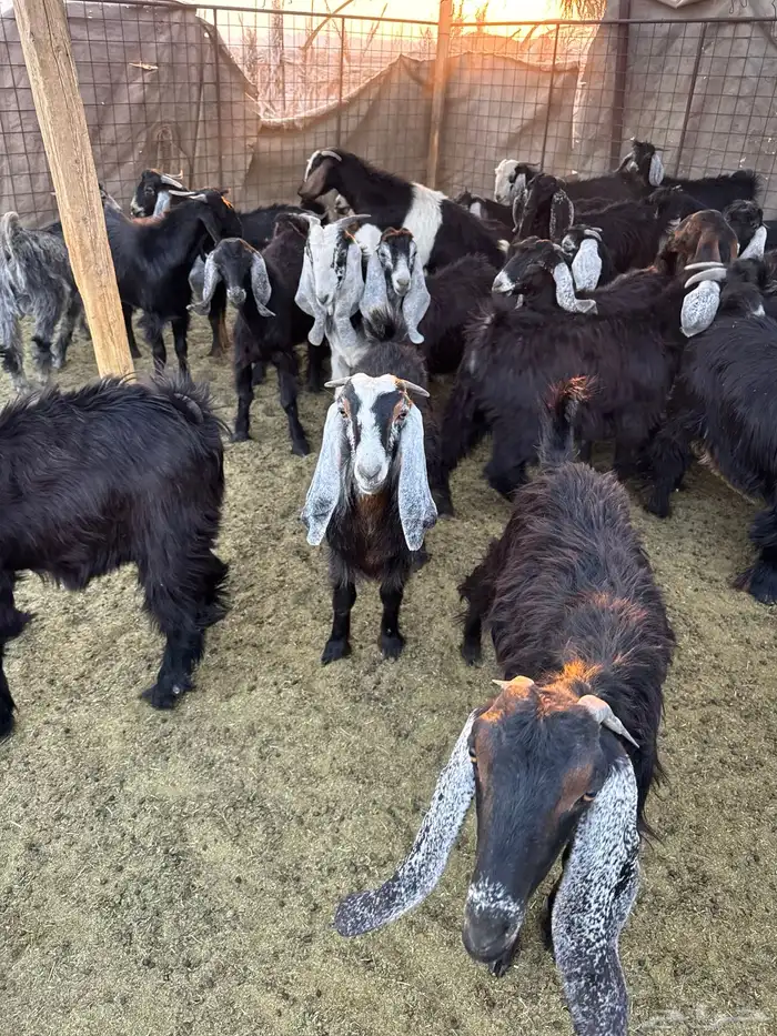 تيوس وجفار للبيع 2