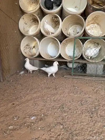 حمام للبيع index