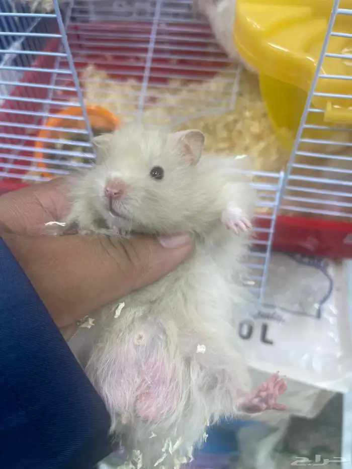 هامستر للبيع 6