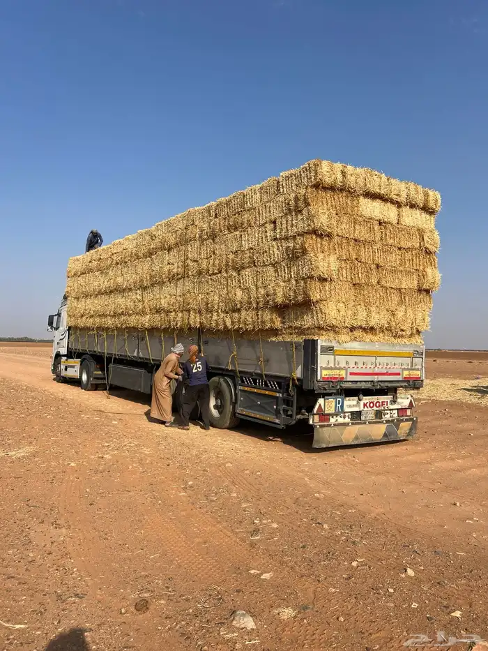 تبن قمح شد شركه 90-100 1