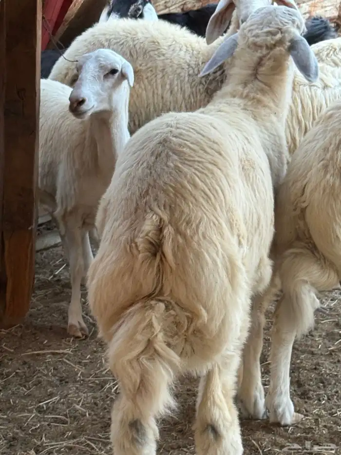 طلي حري من حلال الوالد فل مقفل شعير برسيم 1