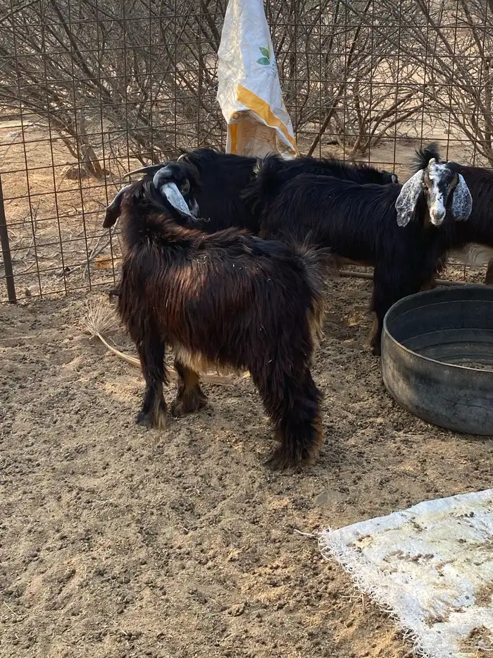 تيوس وجفار 0