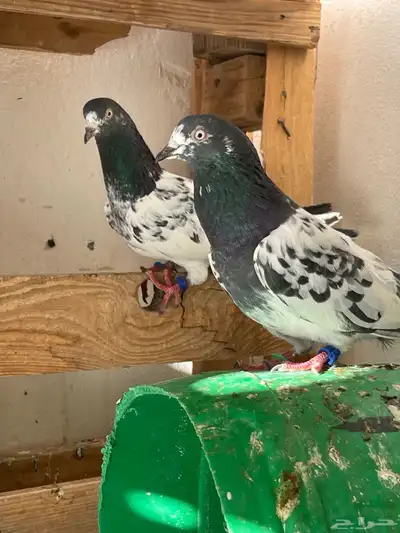 جوز باكستاني index