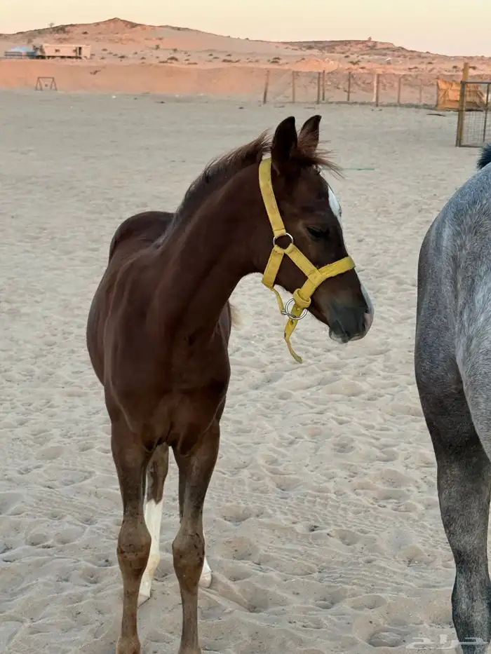 فرس وتحتها مهر شعبيه (9000) من شراء يربح 2