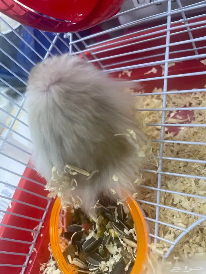 هامستر للبيع 11