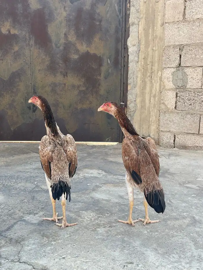 شامو ياباني 1