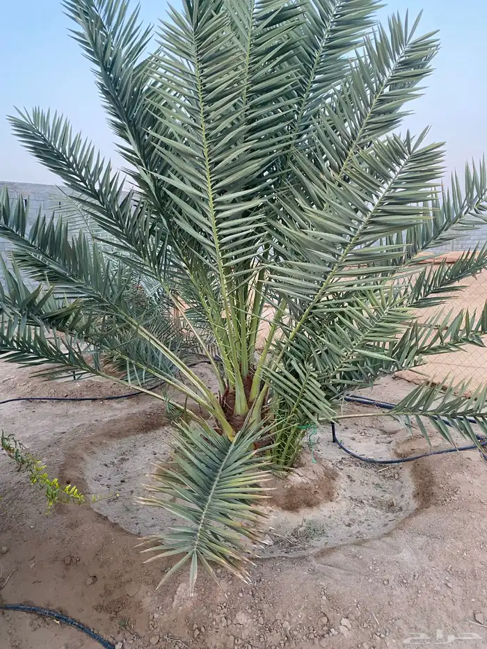 نخله نوع شكل 0