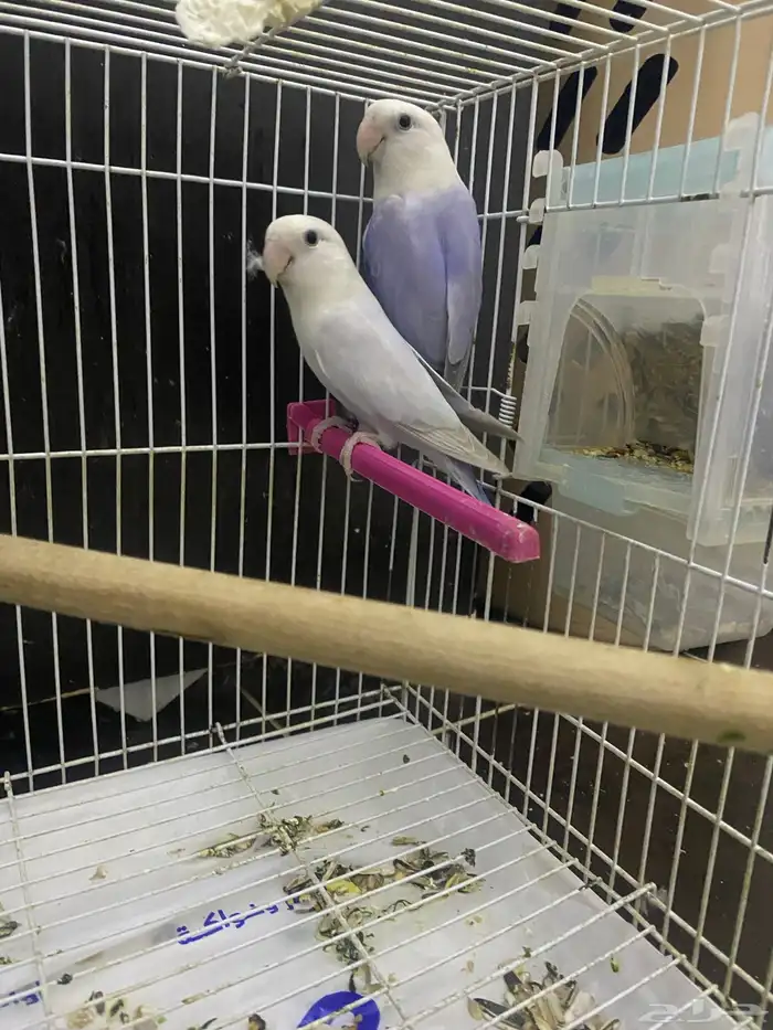 جوز روز منتج حجم ولون م شاء الله 1