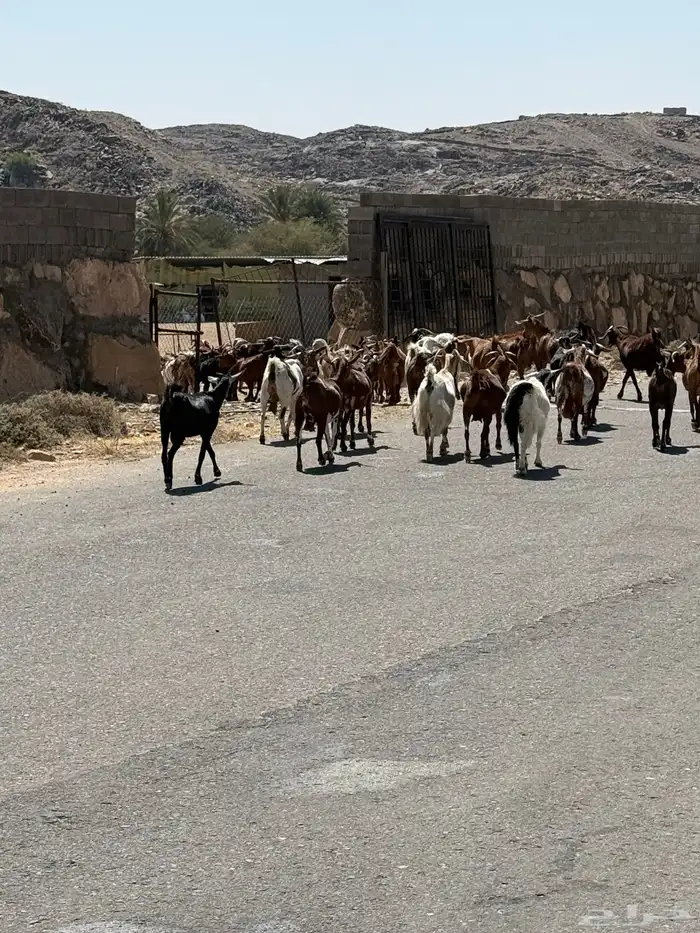 معزاء للبيع دفيع مقاريب 0