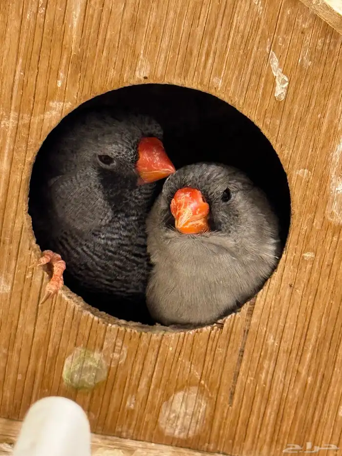 طيور زيبرا 0