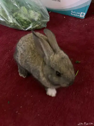 أرنب قزم index