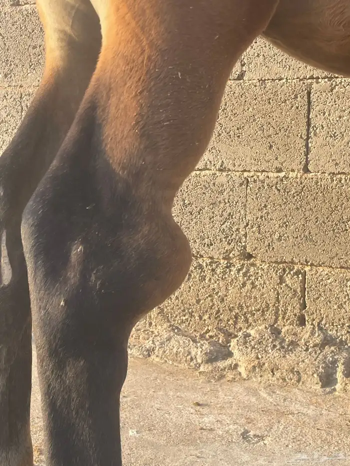 فرس شعبية   مهر 4