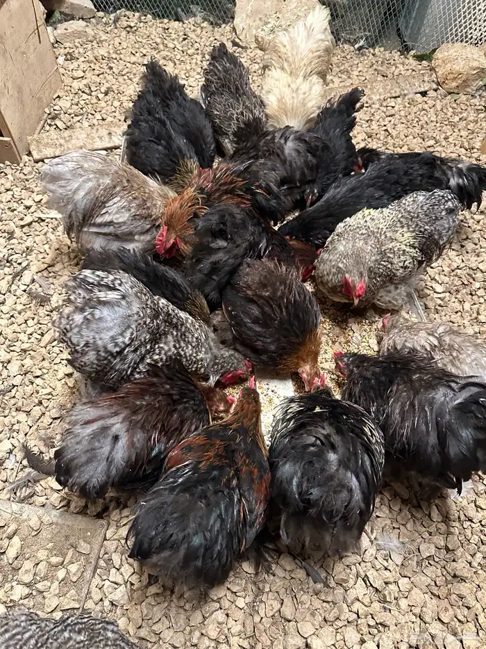 دجاج كوشن بداية انتاج 2