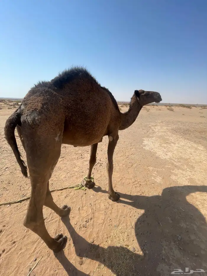 قعود للبيع 1