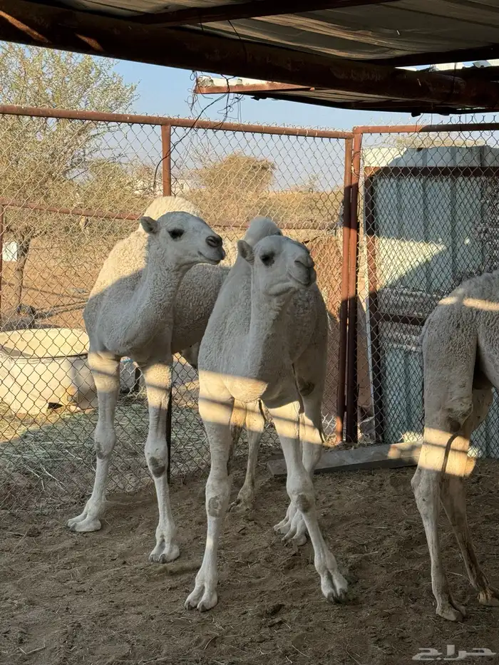 حشو للبيع 11