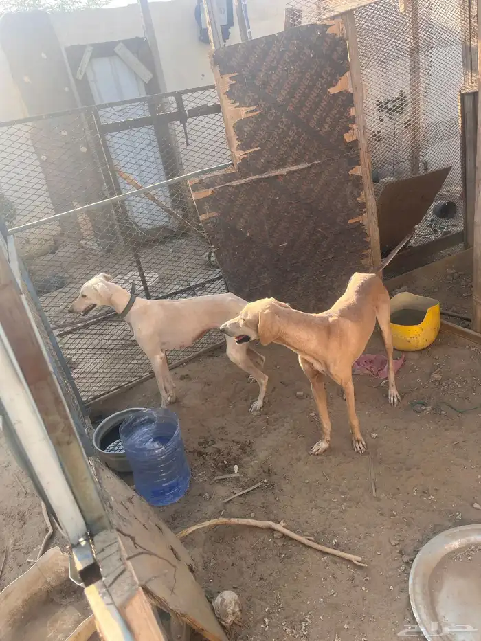 سلوقي للبدل 4