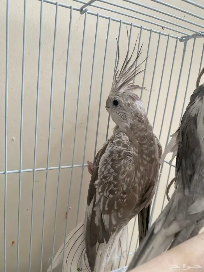 فروخ كروان للبيع 400 4