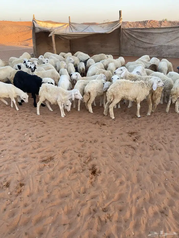 السلام عليكم اعرض لكم 60 من البهم الرفيدي مهجن على حري ا 0