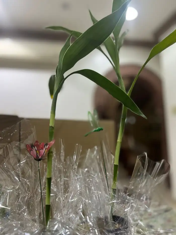 كوب نبتة البابو 0