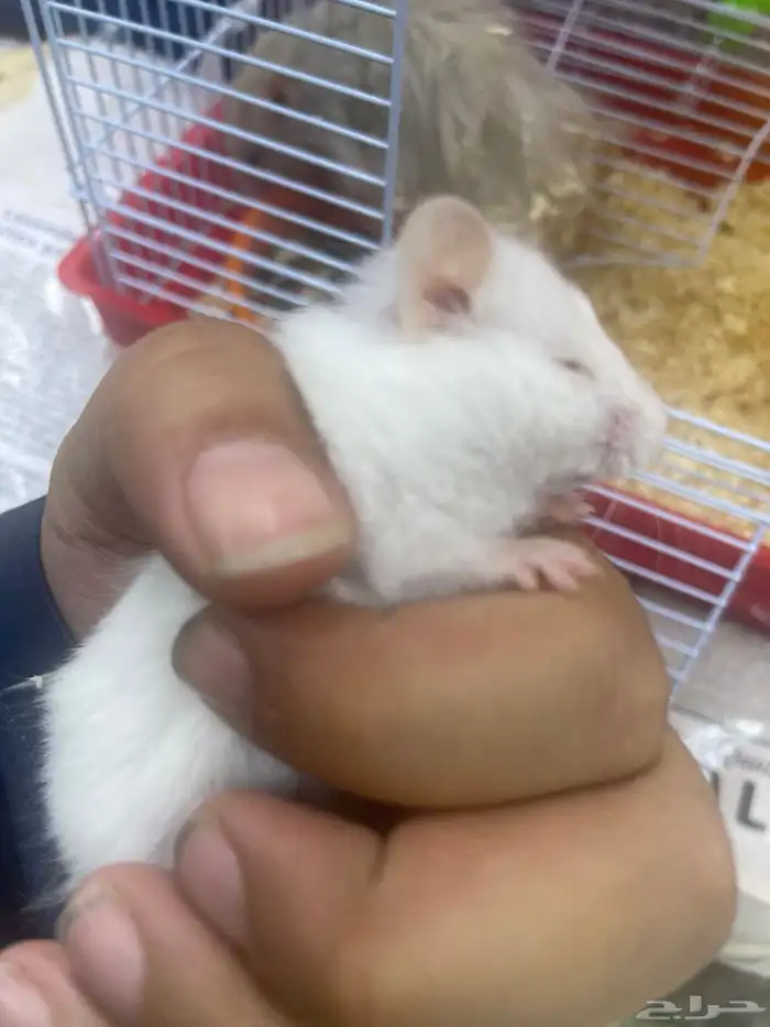 هامستر للبيع 2