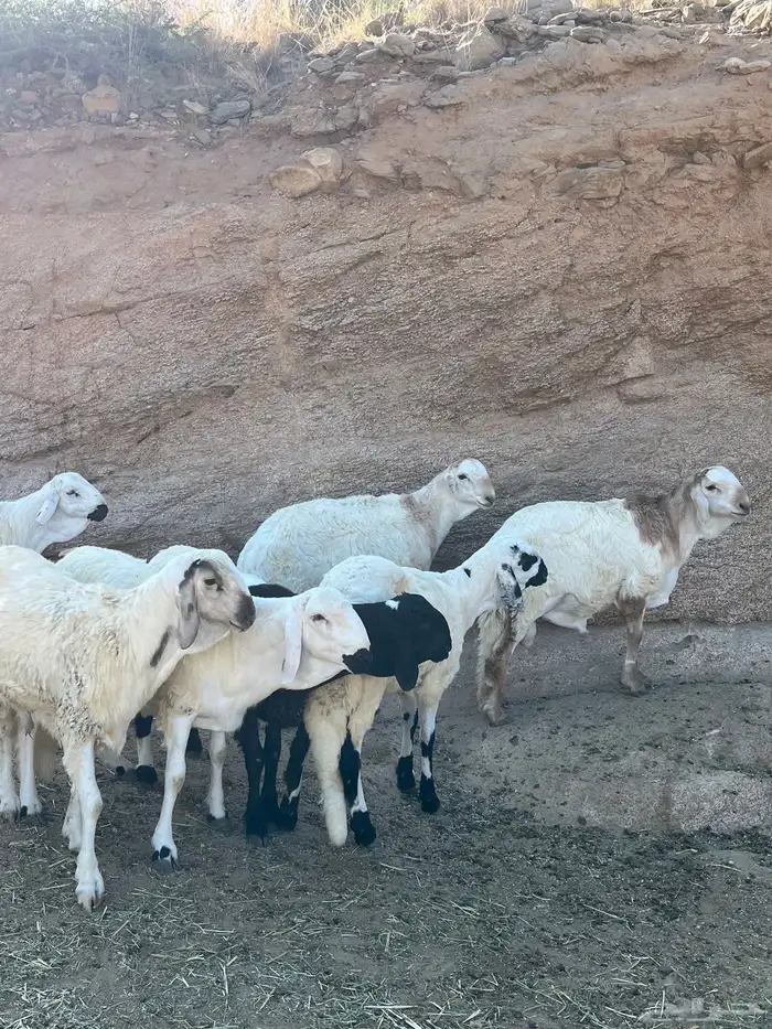 طليان سواكن للبيع 3