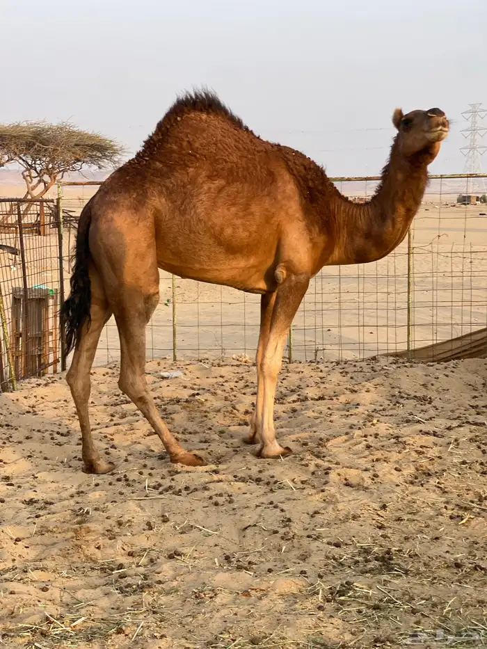 للبيع بكره ثنيه حايل 1