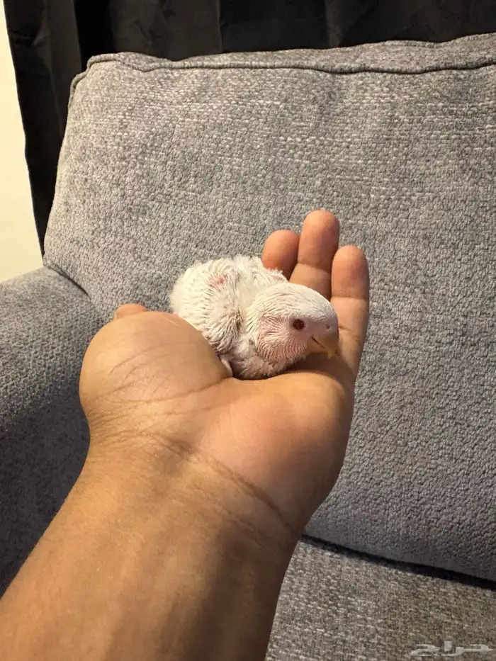 فروخ روز البينو و بلد 0