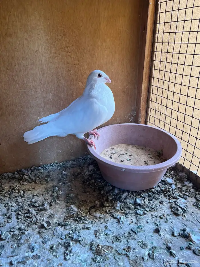 حمام زاجل ( تم البيع ) 1