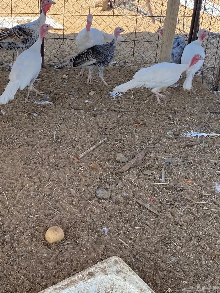 للبيع دجاج رومي 2