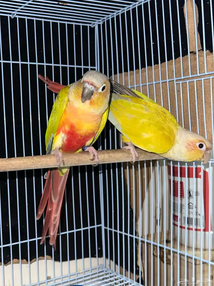 زوج كنيور مع 4 بيضات تم البيع 2