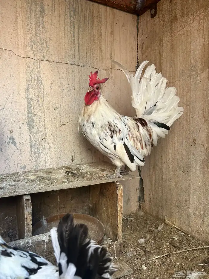 دجاج حباحب نصايف 5