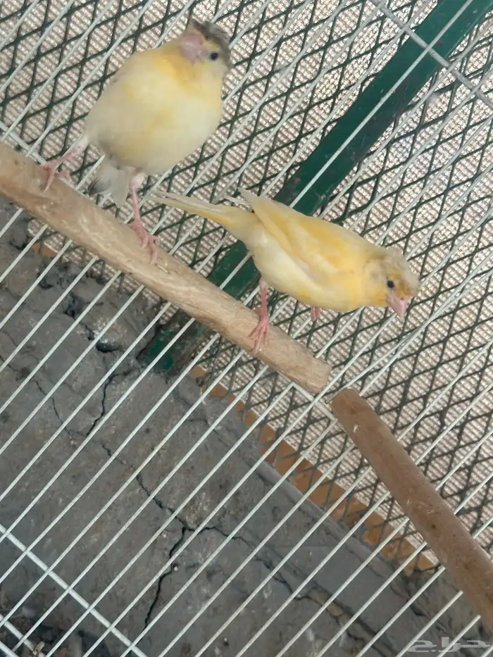 كناري ويمام ماسي برق 10