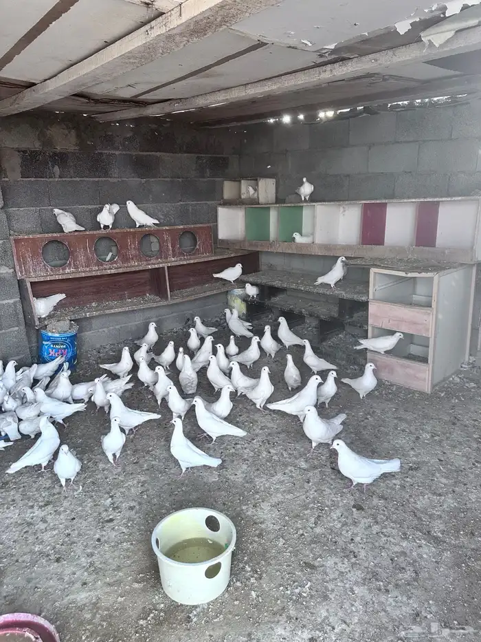 حمام فرنسي 6