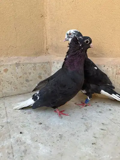 جوزين حمام قطيفي index