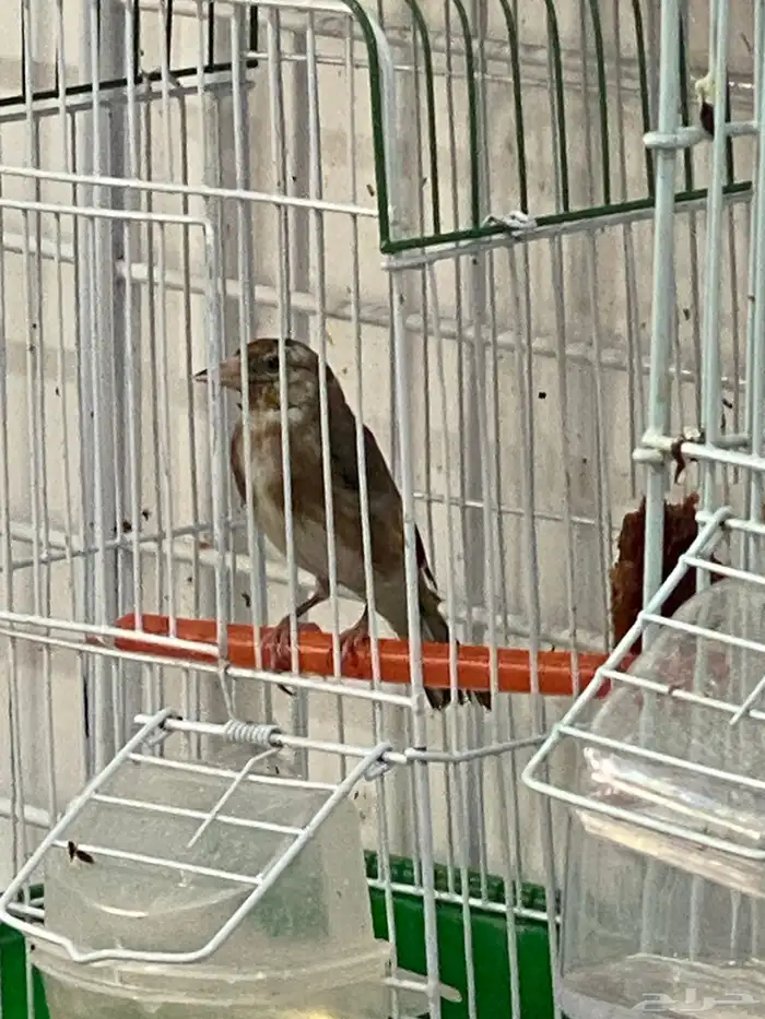 حسون فرخ سوري تم البيع 6