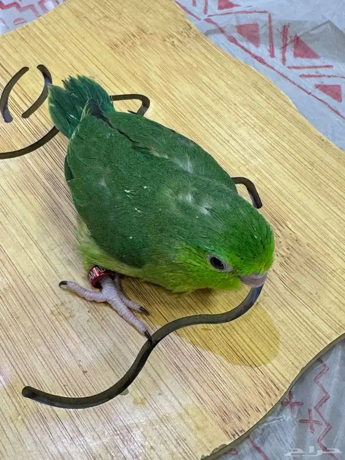 فرخ مني روز باروليت (((تم البيع خارج الموقع))) 1