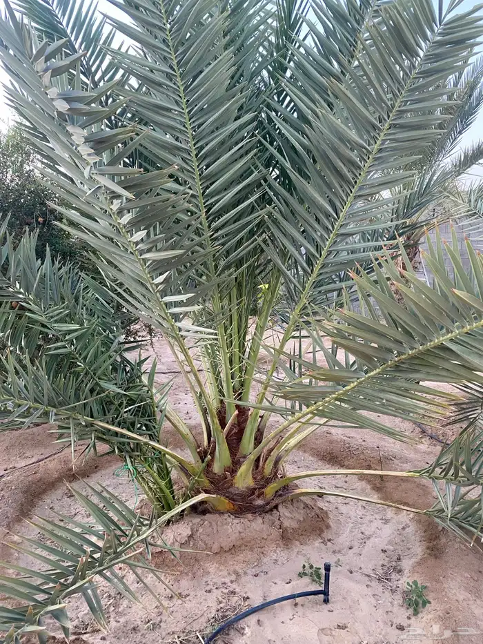 نخله نوع شكل 2