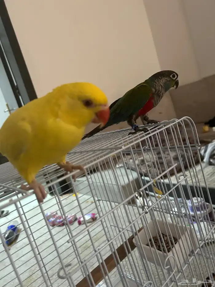 دره هولندي 3