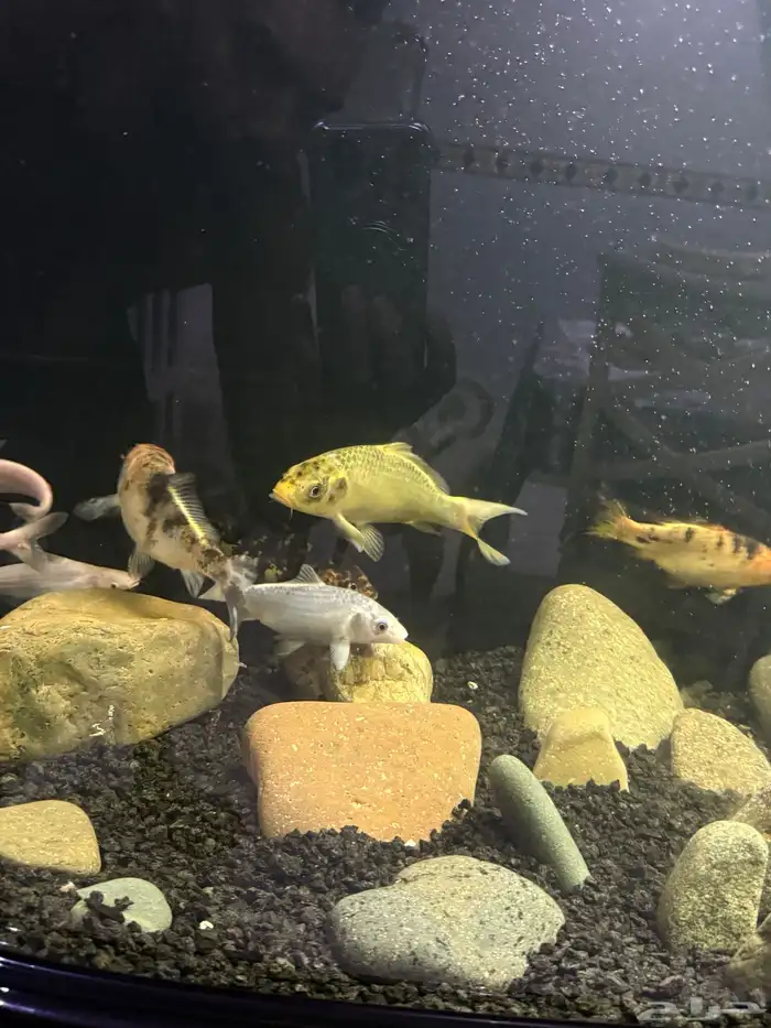 سمك كوي للبيع 8