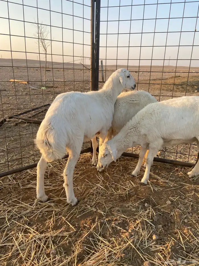 ذبايح حريه 1