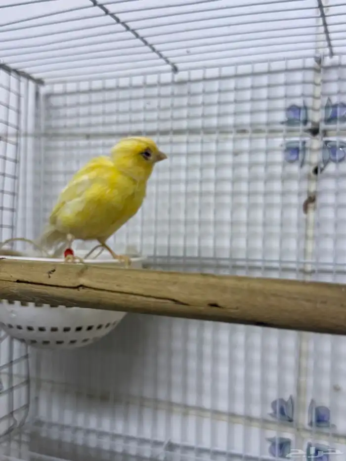 زوج كناري سوري 1