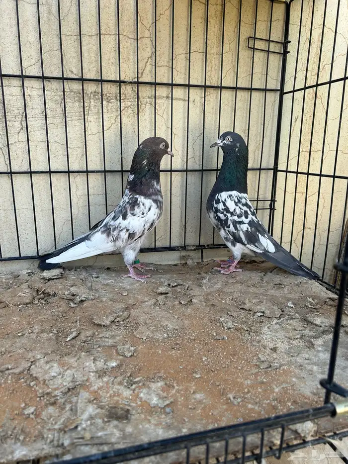 حمام باكستاني تم البيع 6